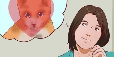 Att få en katt som husdjur