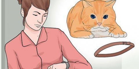 Sätt ett halsband på en katt