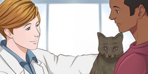 Att ge en katt lugnande medel