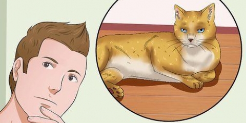 Gosa en katt
