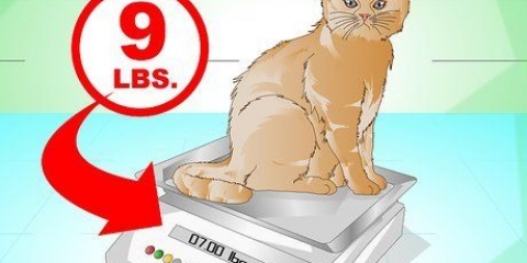 Få en katt att komma