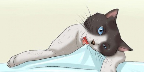 Hur man får en katt att sluta tugga