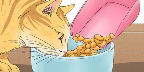 Få en katt att sluta jama
