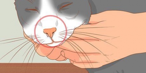 Behandla en katt med täppt näsa