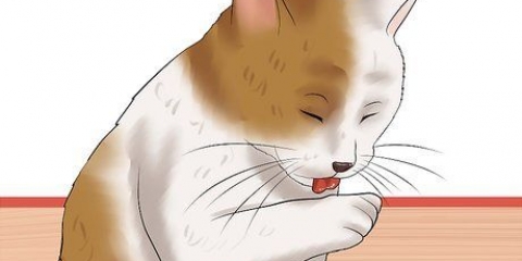 Kollar en katt för loppor
