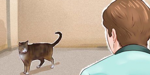 Tämja en katt