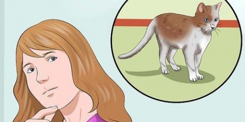 Träna en katt att vara säker ute och vara en bra muser