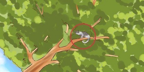 Att få ut en katt ur ett träd