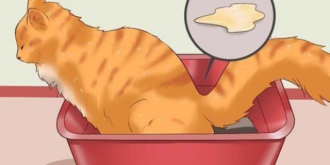 Hur man botar en katt från förstoppning