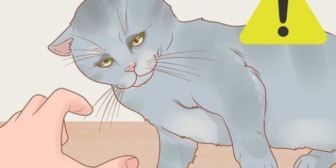 Håller i en katt