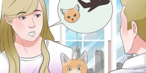 Transportera en katt med flyg