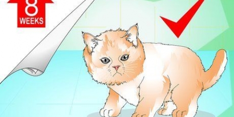 Badar en kattunge