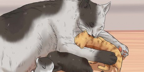 Uppfostra en kattunge