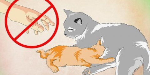Att få en kattunge att älska vatten