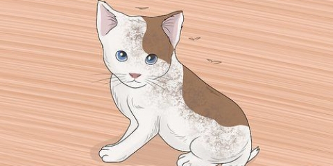 Tvätta en kattunge