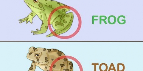 Att skilja en groda från en padda