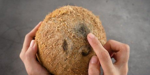 Håla ur en kokosnöt