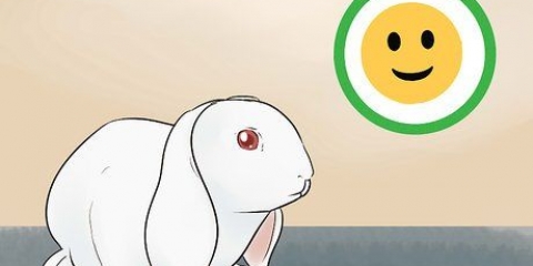 Att hålla en kanin och en katt som husdjur