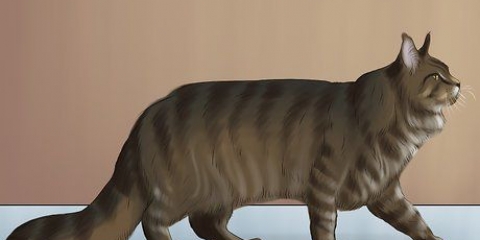 Identifiera en maine coon