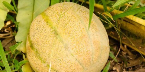 Mogna en melon