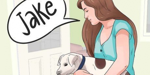 Skapa ett namn för din valp eller hund