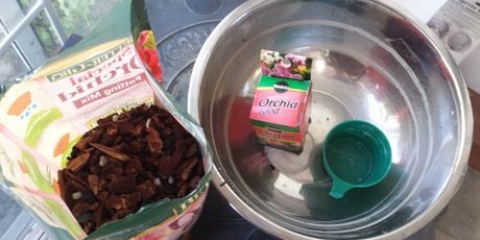 Blåser nytt liv i en orkidé som inte blommar