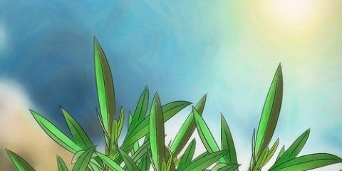 Beskärning av en oleander