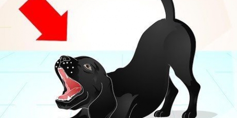 Att träna en busig labrador