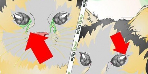 Behandling av en ögoninfektion hos en katt