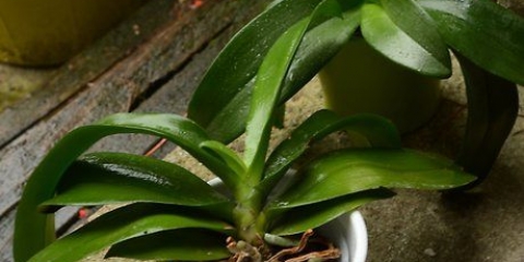 Plantera om en orkidé