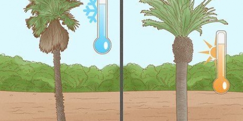 Plantera en palm