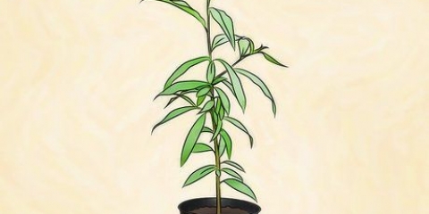 Plantera ett persikoträd