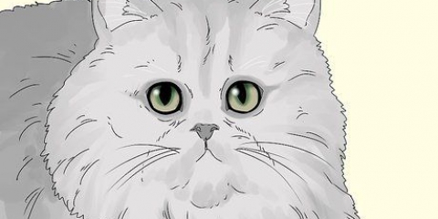 Identifiera en perserkatt