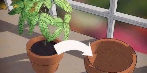 Plantera om en växt