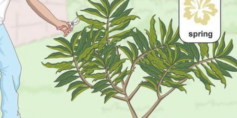 Beskärning av en plumeria