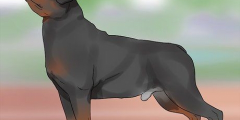 Identifiera en rottweiler