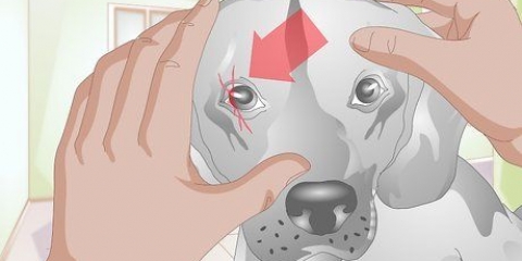 Behandla en repa på en hunds öga