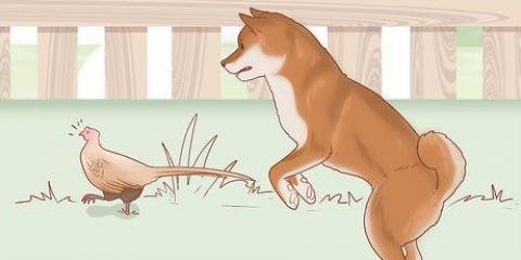 Att välja en shiba inu-valp