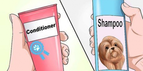 Tvätta en shih tzu-valp