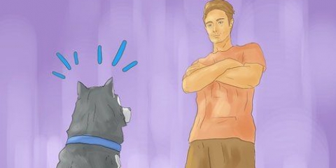 Att träna en siberian husky