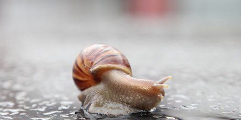 Att hålla en snigel som husdjur
