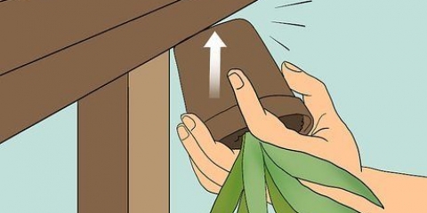 Återuppliva en döende aloe vera-växt