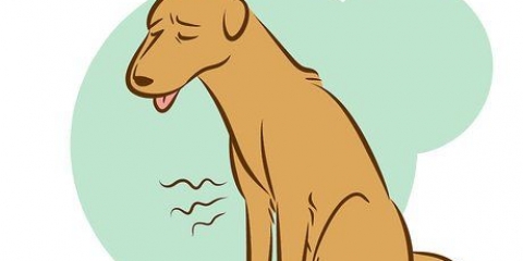 Att känna igen en döende hund