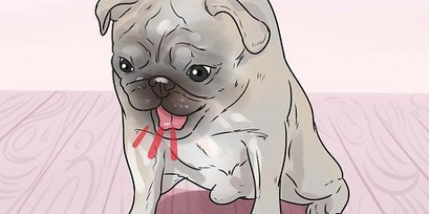 Rädda en kvävande hund