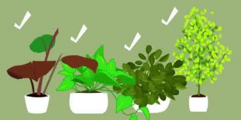 Att göra ett terrarium