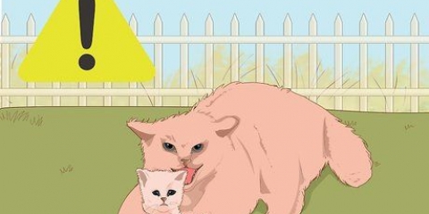 Att fånga en herrelös kattunge
