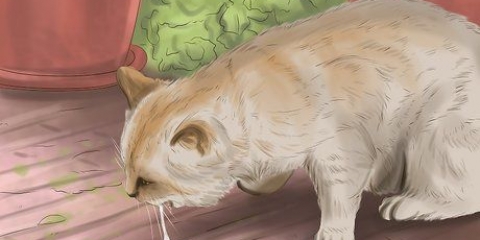 Behandla en förgiftad katt