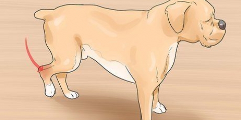 Behandla en stukning hos en hund