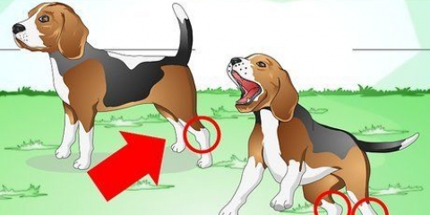 Hur man behandlar en stukad fotled hos en hund