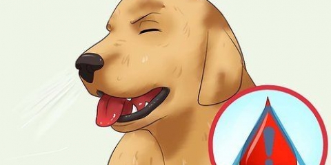 Hur man tar bort en ''rävsvans'' från en hunds näsa